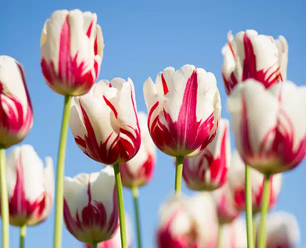 À quelle saison planter des tulipes ?